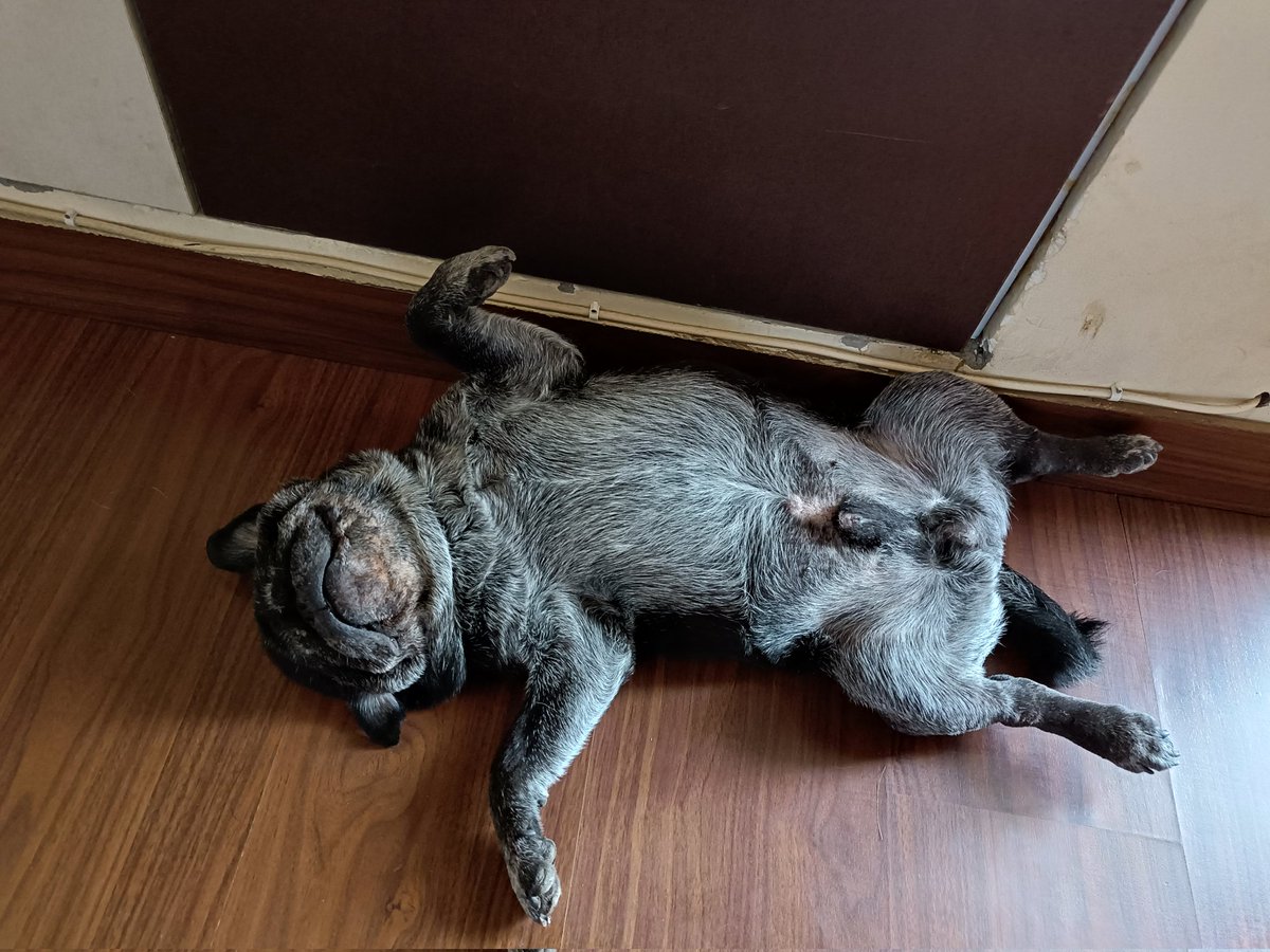 First day without you, when sunshine came, we looked for you, but no morning routine will feel the same, no coming home will feel the same, I love you and see so many angels sent you love and prayers 🥺😥🌈 let me ask belly rubs 4u😘🥹