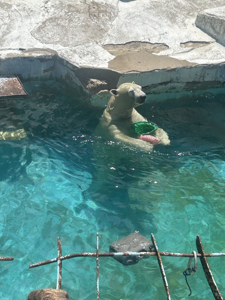 ritan_30's tweet photo. こちら25.8.5天王寺動物園で撮影したのですが、どなたかこの子の名前わかる方いませんか？🐻‍❄️✨ https://t.co/qfe8rxUSYj