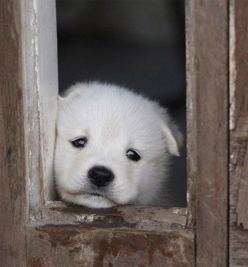 Animal Lover tweet media