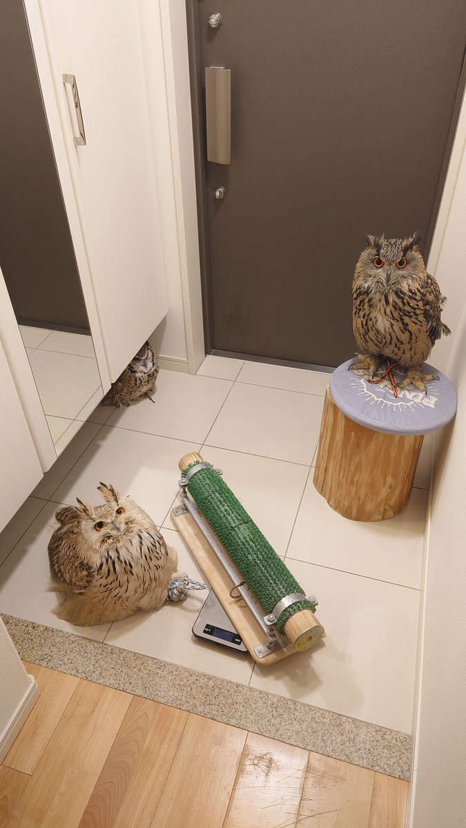 玄関が占拠されました
(；・∀・)

#ワシミミズク　#シベリアワシミミズク　#ユーラシアワシミミズク　#アメリカワシミミズク