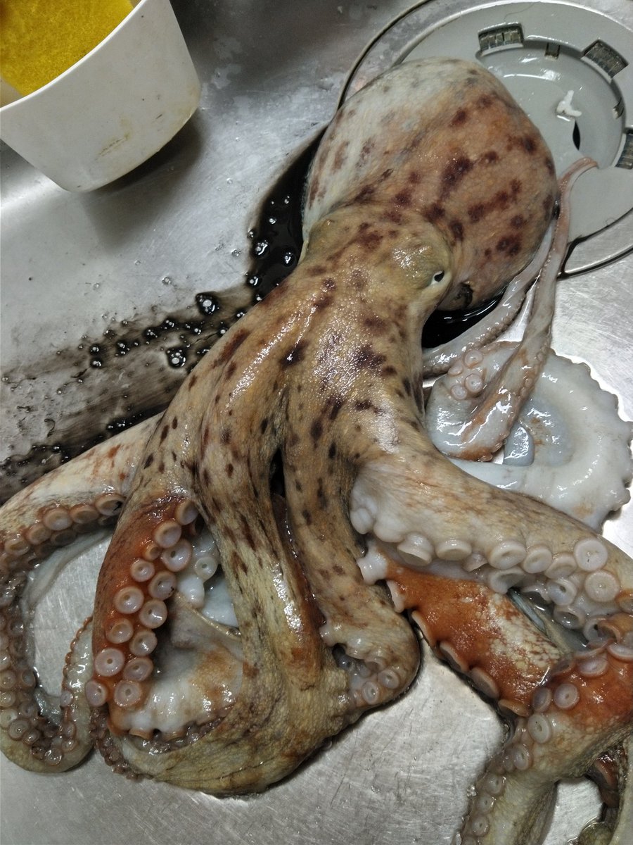 タコに詳しい方いれば、このタコの種類教えていただけると助かります