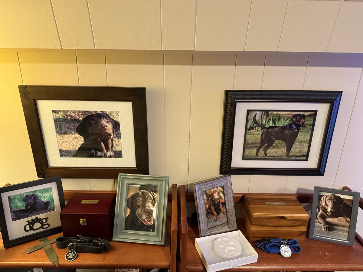 Ruger.  Two months later, and you’re still missed as much as ever.  

Took some time on my day off earlier this week to create a small memorial space for Browning and Ruger in my quarters. Two very good boys. Dutton ain’t bad, of course. 

#labradorretriever