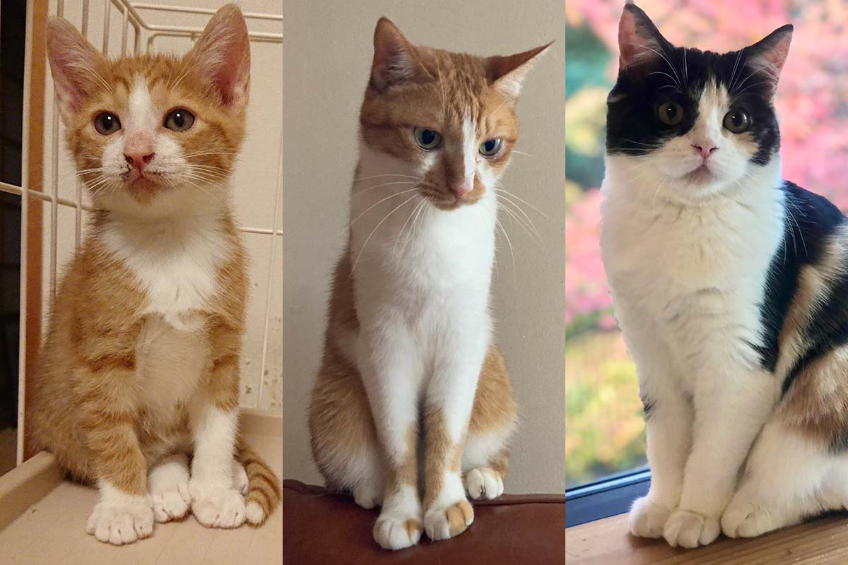 再入荷情報】 ＼ネコちゃんの足がそのままマグカップに？！🐱／ すぐに