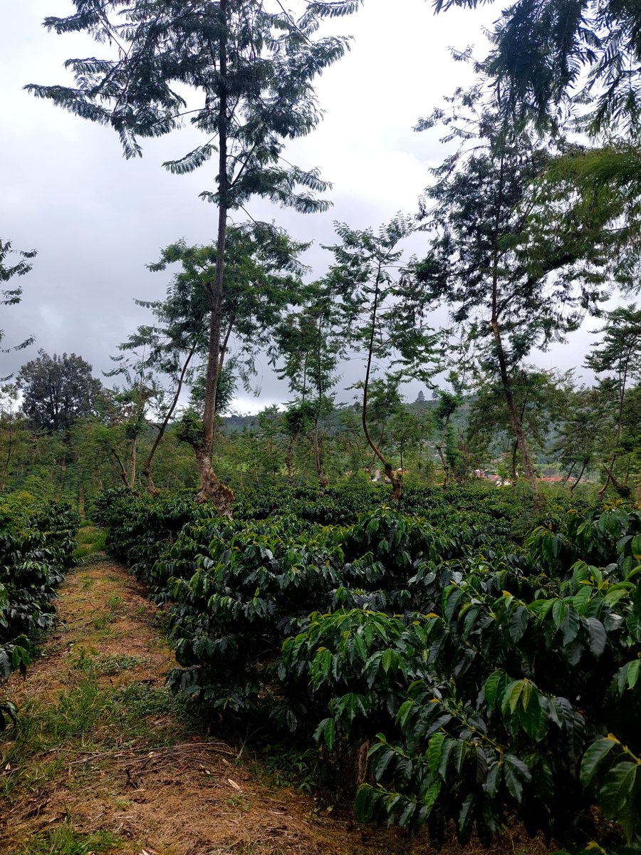 Pebriyansah tweet media