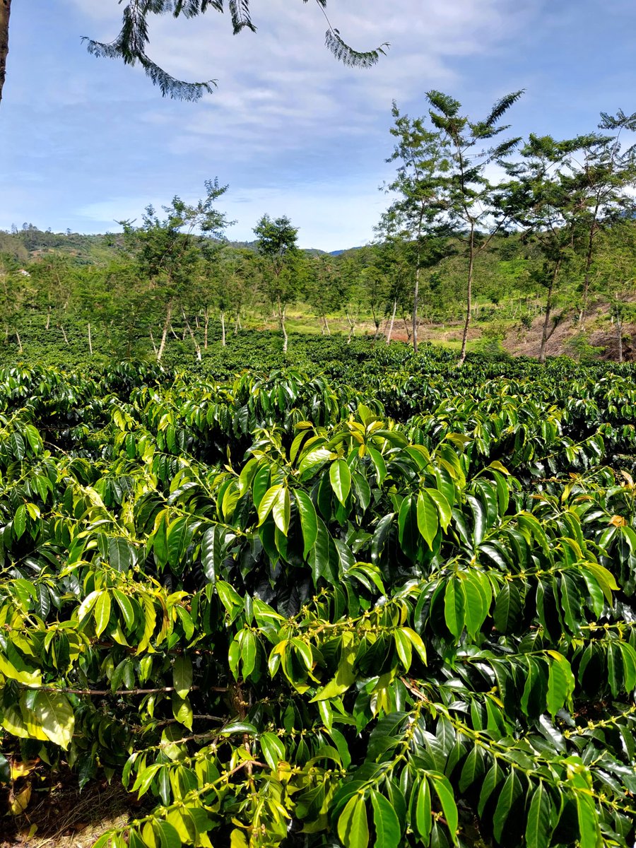 Pebriyansah tweet media