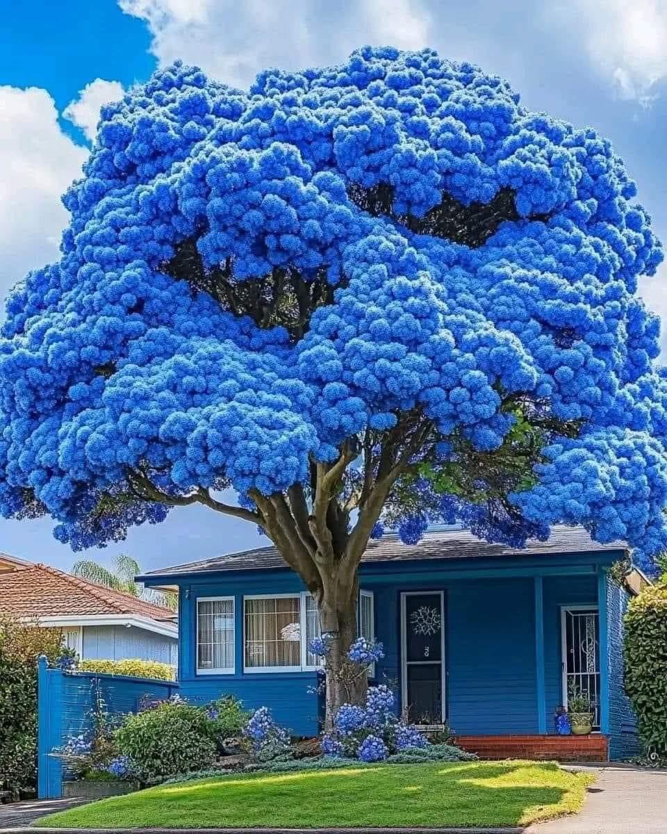 Kevin64794212's tweet photo. Το πανέμορφο γαλάζιο δέντρο jacaranda που συναντά κανείς στη Βολιβία και την Αργεντινή 

https://t.co/t6JlcLriIa… https://t.co/8lZkVFzWmI