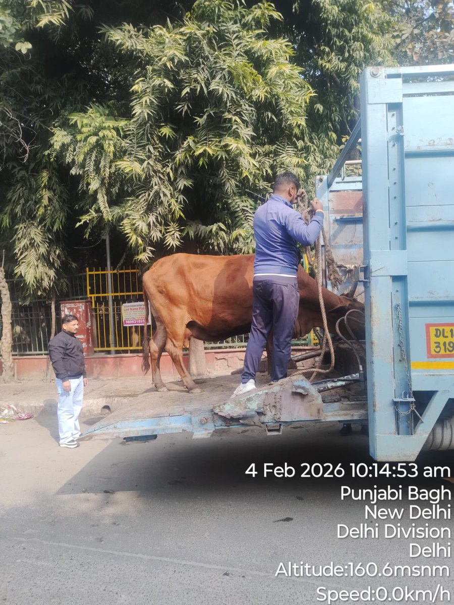 kbzdc's tweet photo. 🐄 Veterinary Services Deptt., KBZ, MCD conducted a cattle-catching drive at 📍 Dhingra Park (East Punjabi Bagh), near Ashoka Park Metro Station.
✅ 05 stray cattle were impounded and sent to Gaushala for rehabilitation.
#StrayCattleControl
@LtGovDelhi @CMODelhi https://t.co/e6p2PjKAZv