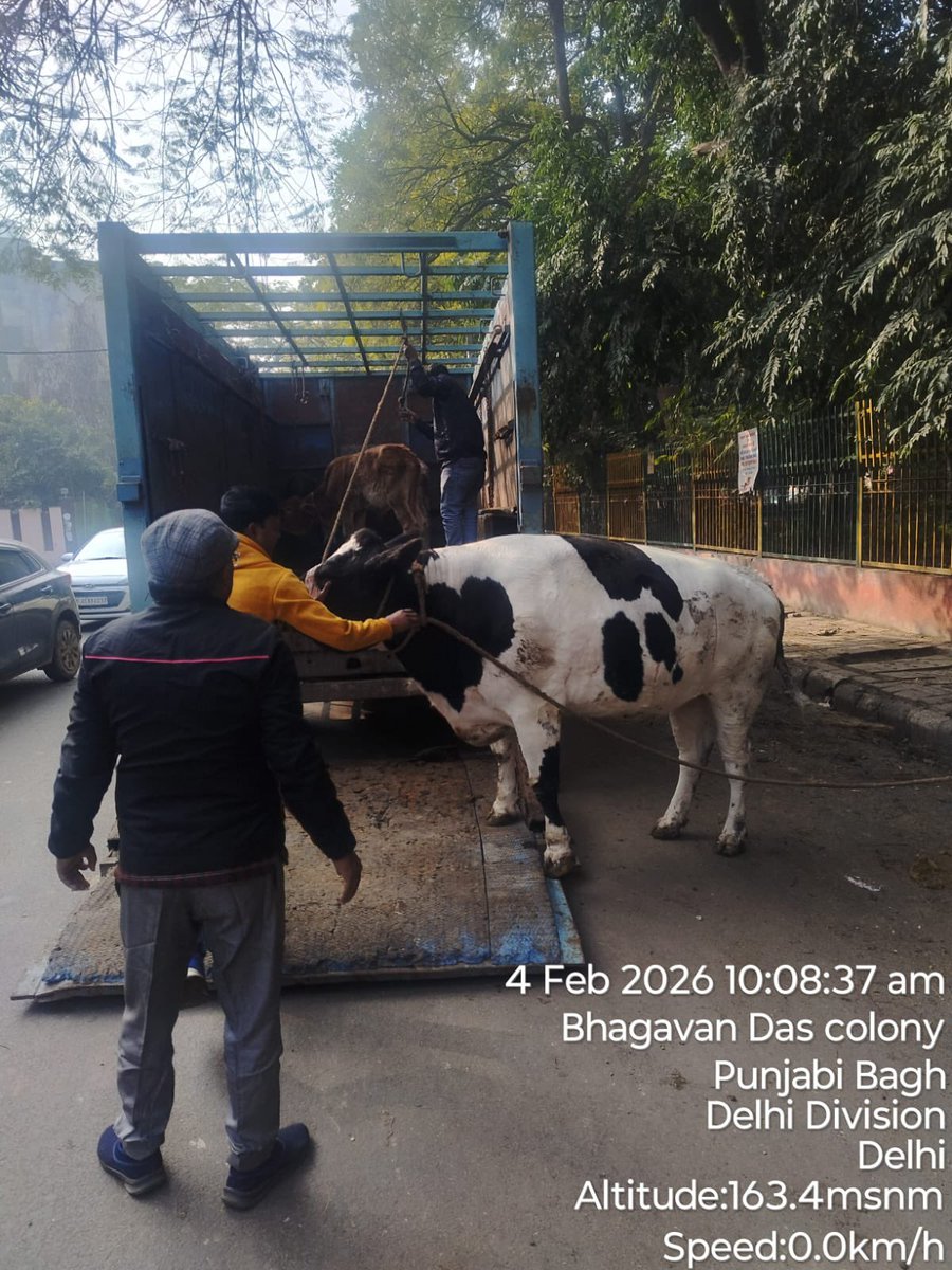 kbzdc's tweet photo. 🐄 Veterinary Services Deptt., KBZ, MCD conducted a cattle-catching drive at 📍 Dhingra Park (East Punjabi Bagh), near Ashoka Park Metro Station.
✅ 05 stray cattle were impounded and sent to Gaushala for rehabilitation.
#StrayCattleControl
@LtGovDelhi @CMODelhi https://t.co/e6p2PjKAZv