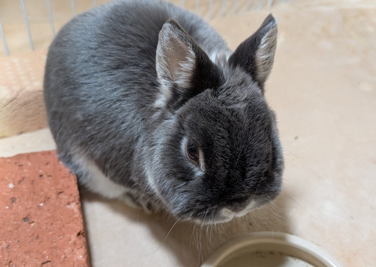 うさぎのアッシュ (@rabbit_ash0905) / Posts / X