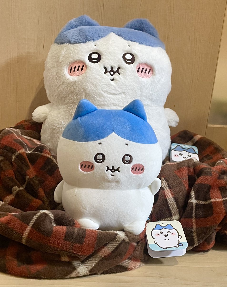 ぬい活ブームがXで熱く盛り上がる 多様なぬいぐるみ投稿が人気