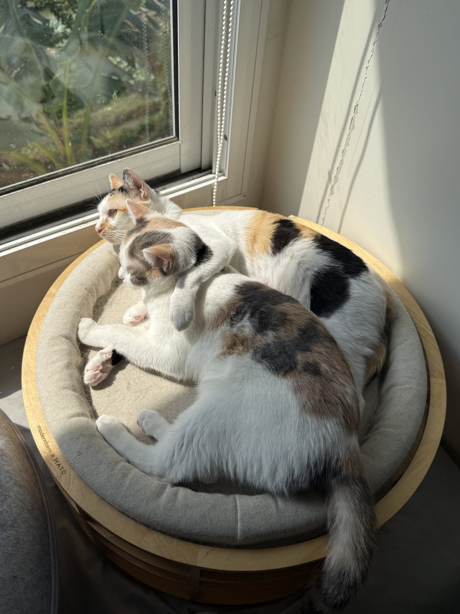 _DNVP2_'s tweet image. แม่ยูกนอนชมวิว🤏🏻