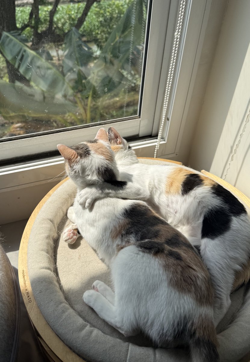 _DNVP2_'s tweet image. แม่ยูกนอนชมวิว🤏🏻