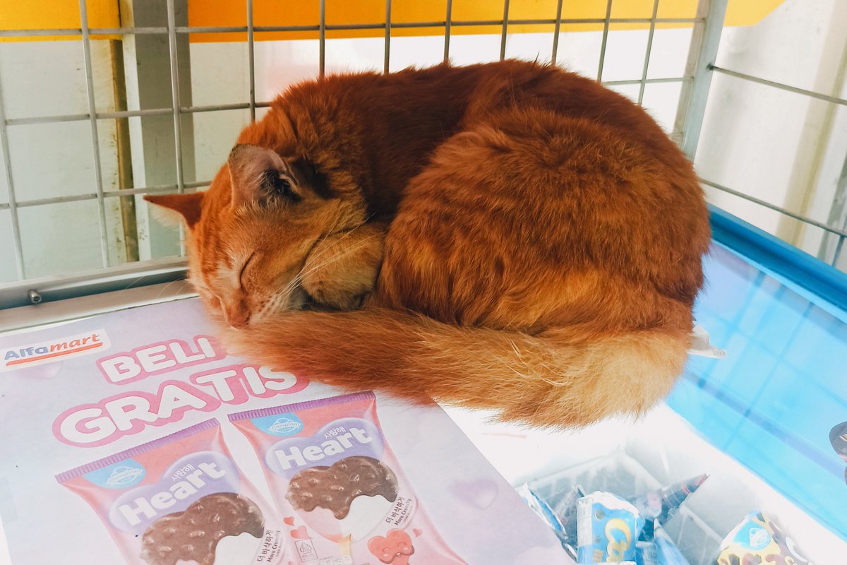 LeeGoWander's tweet photo. Summer already? 🐱💤❄️ https://t.co/3DEVRdJUyB