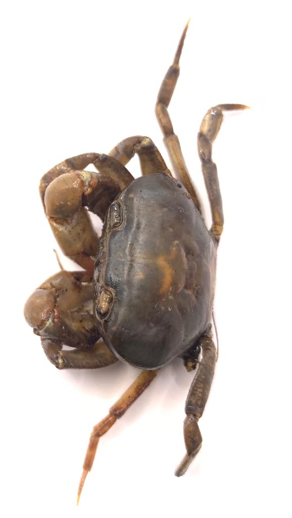 BiodexaX's tweet photo. Rwanda aquatic Macroinvertebrates 

Acanthothelphusa kisangani https://t.co/d2B7VOEmUd