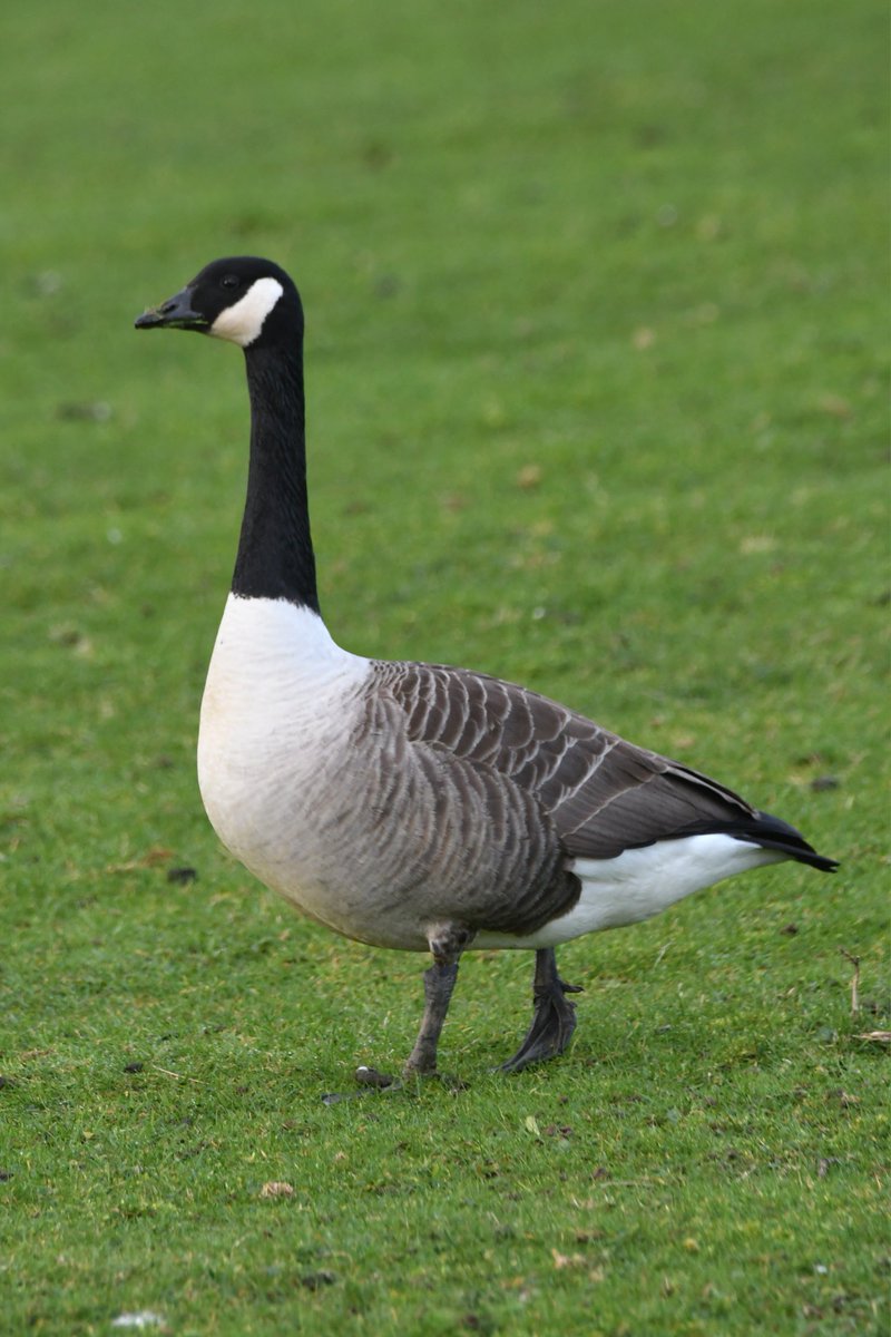 nealesmithworld's tweet image. Canada Goose 
Bude Cornwall 〓〓
#Bude #Cornwall 
#CanadaGoose