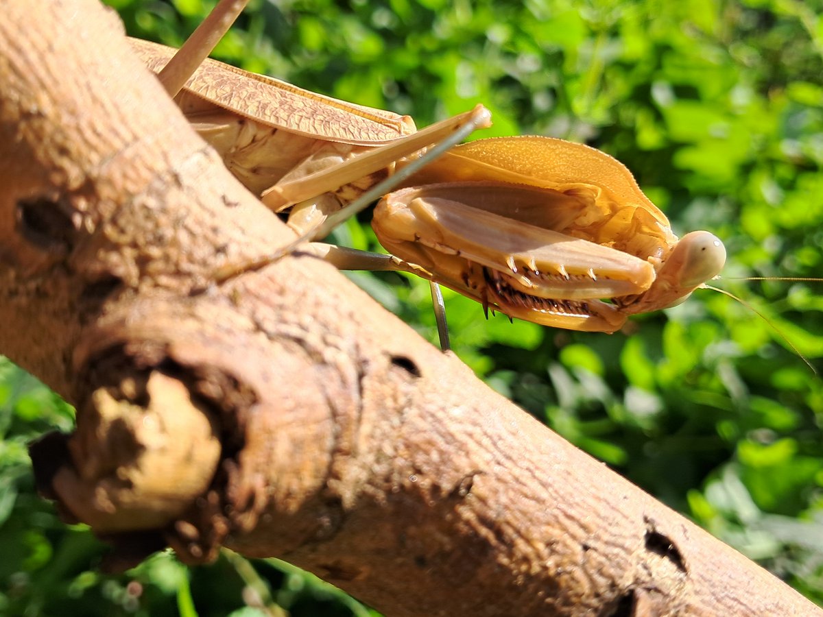 Rhombodera kirbyi (Timor Shield Mantis) Photographed in my garden last summer.
