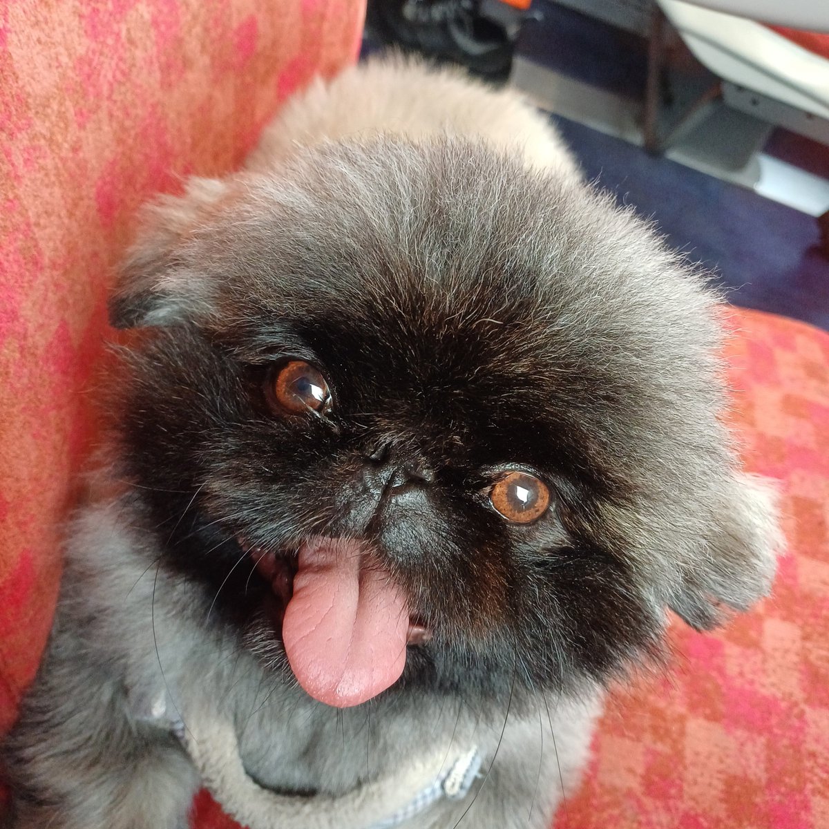 Kerry Daynes - not just a 'tv psychologist' tweet media