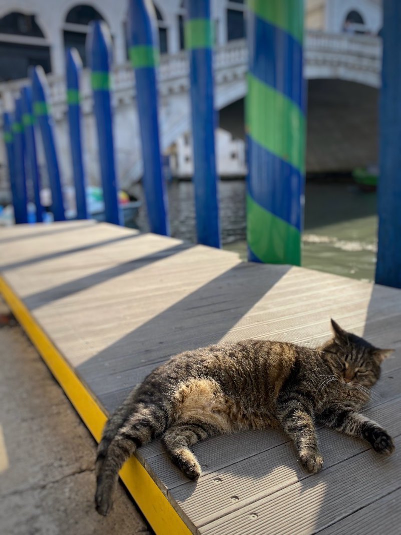 «Non è possibile possedere un gatto. Nella migliore delle ipotesi si può essere con loro soci alla pari» (Sir Harry Swanson). Buona giornata del gatto!

#17febbraio