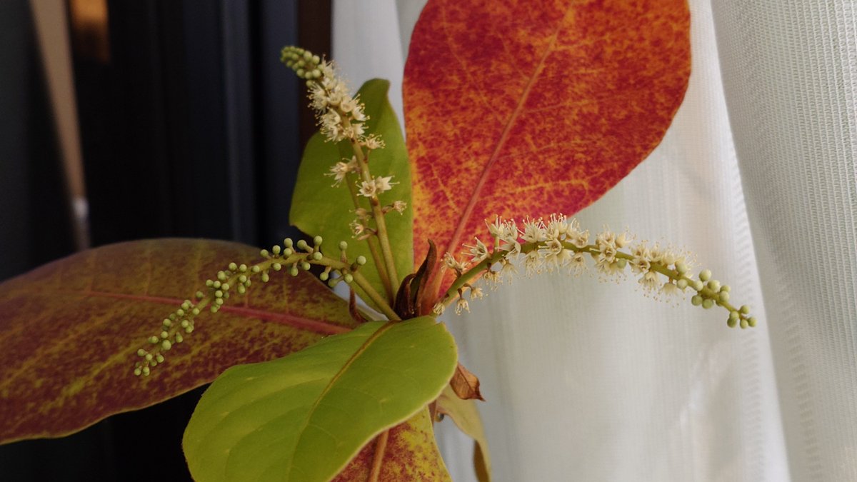 モモタマナ、ヒルギ、アダン うちの窓際はもはや沖縄