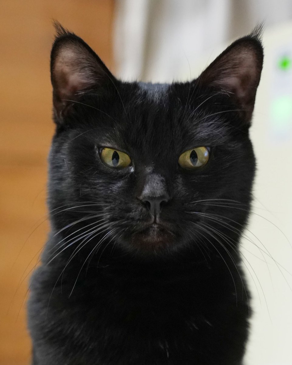 黒猫つくねちゃん太しっぽ (@oreo_blackcat) / Posts / X