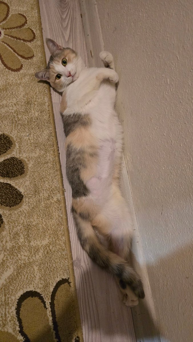 bu bebek hala yuva arıyor sağ arka bacağı ampute sokakta yapması imkansız lütfen yuva olun 

kocaeli ve cevresi