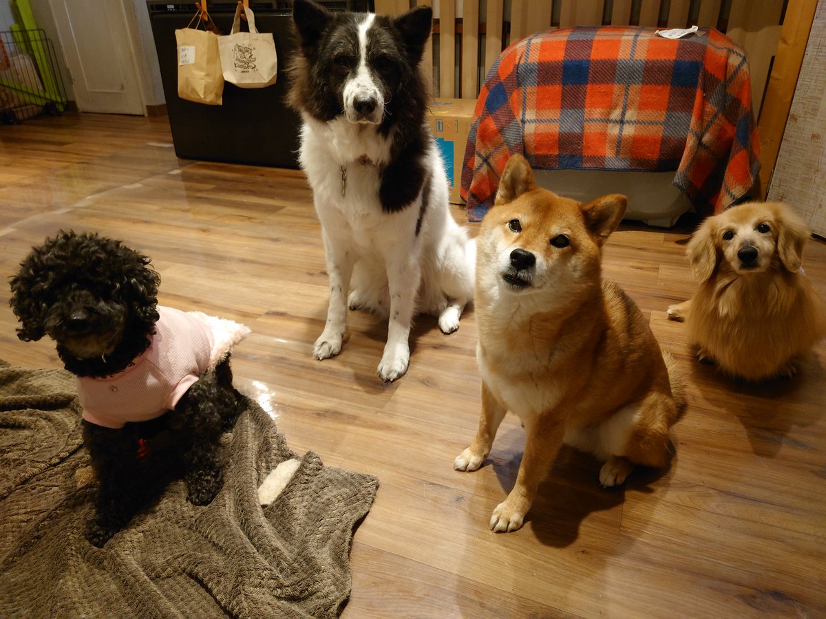 温もりカフェ🐾保護犬里親募集中 tweet media