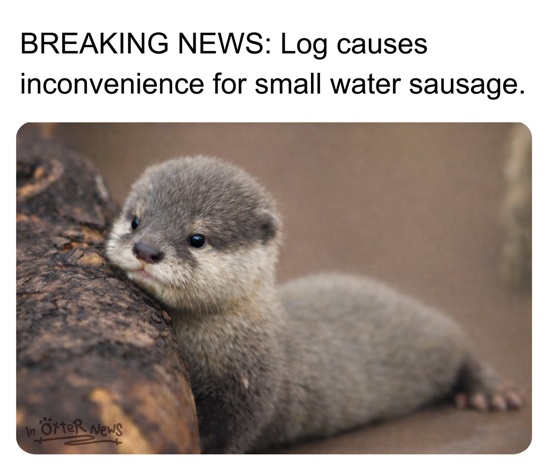 In Otter News.... tweet media