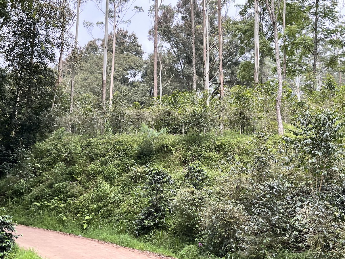 Fitri Annisa tweet media