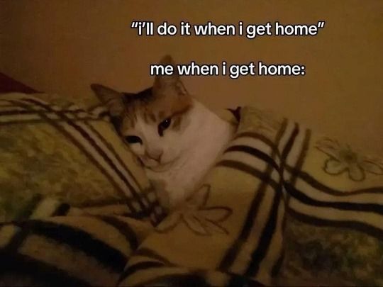 TweetsOfCats's tweet photo. https://t.co/xrUKTpugTT