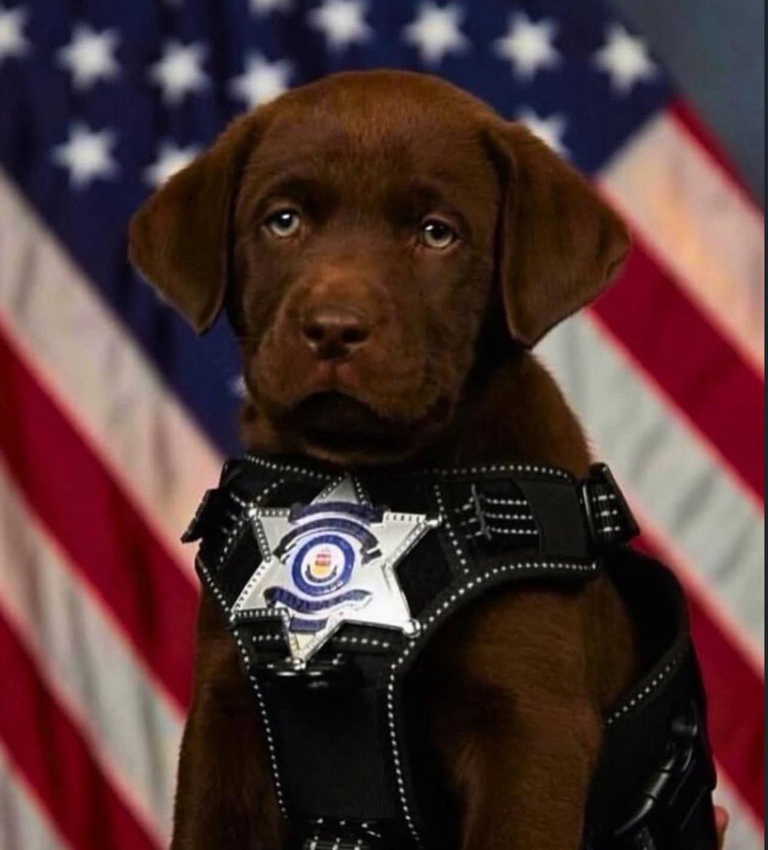 Puppies 🐶 tweet media