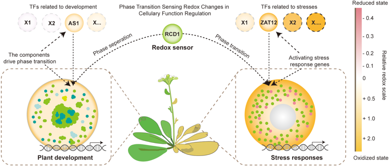 Phase separation transitions of the redox sensor RCD1 mediate differential ROS signals to regulate plant growth and stress responses #research #MolecularPlant cell.com/molecular-plan…