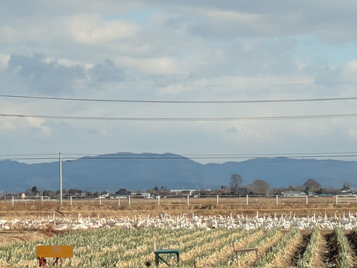 車を運転していて民家を抜けたら、ビックリする数の白鳥と真雁が