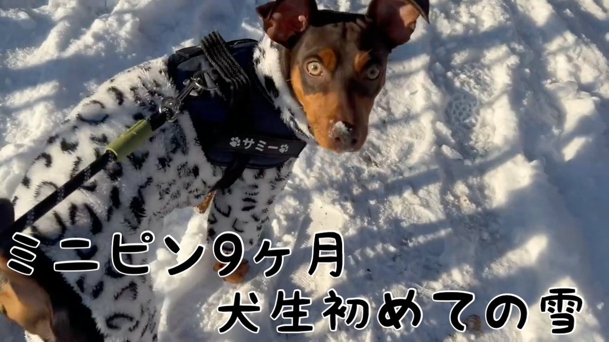 nukoandinu's tweet photo. ミニピン9ヶ月犬生初めての雪
https://t.co/PHq1VXkxoY

#犬、#猫、#犬と猫、#ミニピン、#子犬、#パピー、#初雪、#犬の散歩、#トイプードル、#愛犬、#捨て猫、#保護猫、#元野良猫、#ペット、#多頭飼い、#チョコタン、#犬好きさんと繋がりたい、#猫好きさんと繋がりたい https://t.co/52RhGmxCX6