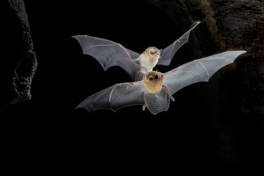 #Natureza 

🦇 Cavernas no Tocantins abrigam mais de 157 mil morcegos e espécies ameaçadas