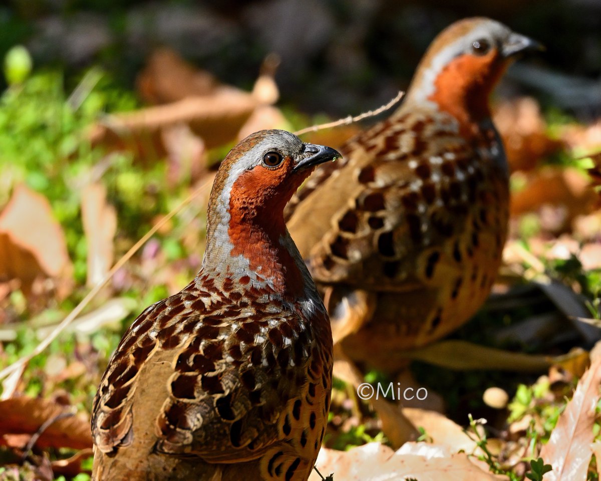2月12日(木)☁️4.3℃ 19:45 #Bamboopartridge #小綬鶏 名前由来の古代