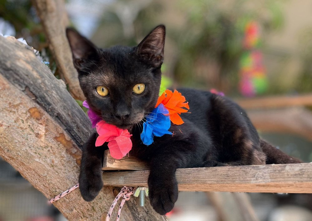 MELÓN en adopción 📍Sueca, València
Este pequeño panterita busca familia. Es curioso, juguetón y con muchas ganas de descubrir mundo. 🫶🏻😍 Melón merece un hogar donde crecer rodeado de mimos y cariño. ¿Será el tuyo?
📌 Protocolo: bit.ly/ProtocoloAdopc… 
📲 WhatsApp: 621 260 314