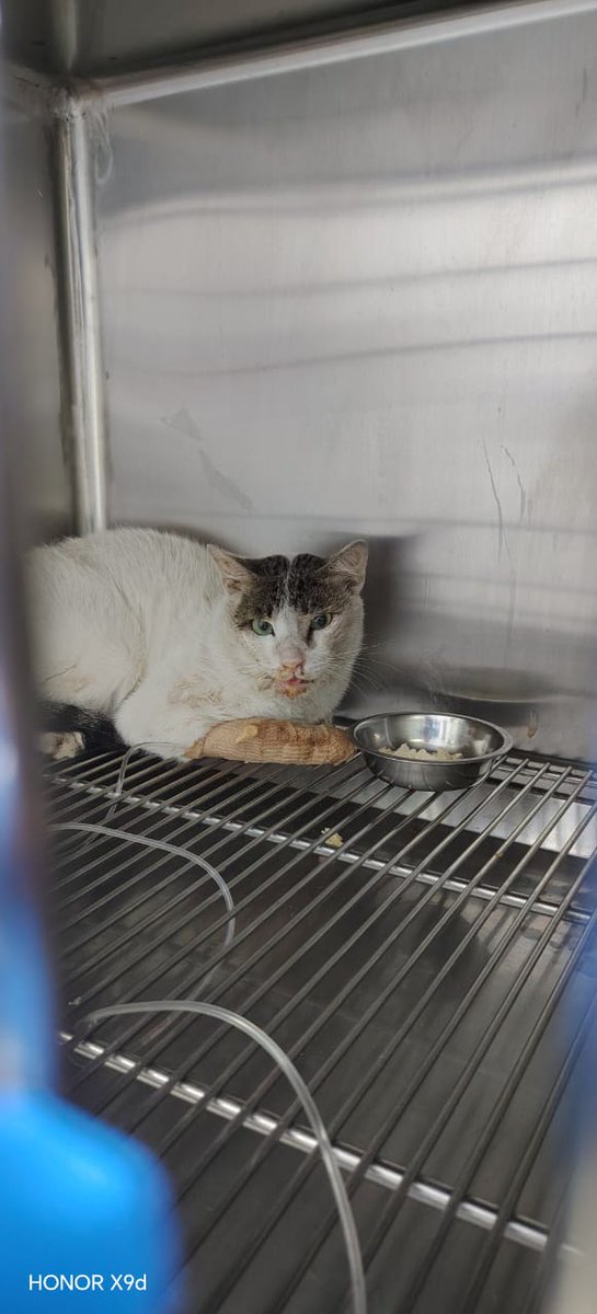 Quotation baru utk Peter,anak stray patah rahang yg hampir di-PTS smlm.. berbaki lg RM1700 utk kos surgery dia minggu dpn.. semoga ada rezeki Peter di sini..