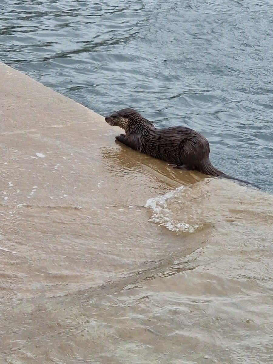 HENDRYBERG's tweet photo. An otter enjoying a fresh fish at the Rhubodach slip. Completely unfazed by a 500 ton ferry coming in right beside it. https://t.co/xZ7lszWB5i
