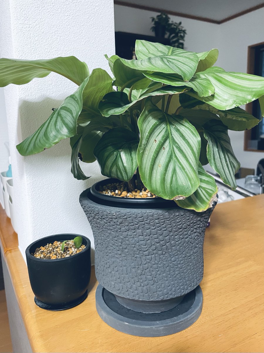 新入り植物、初めてのハンギングとカラテア