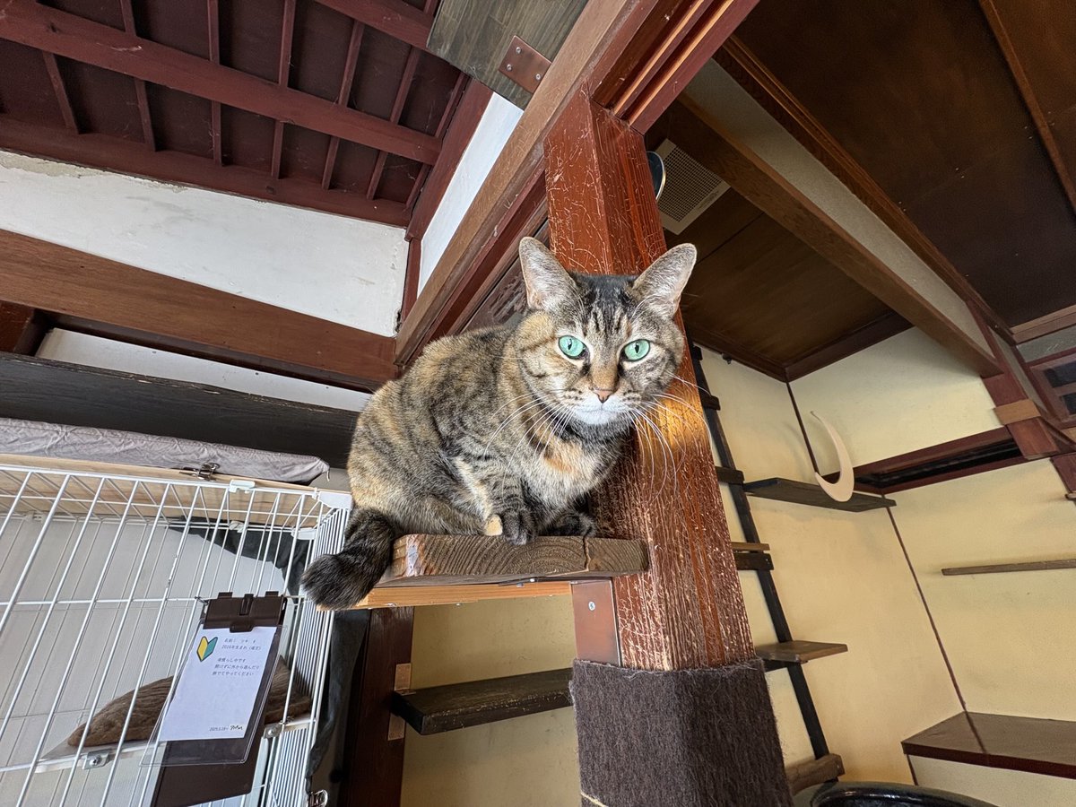 猫も！ 猫たちもみな幸福に生きるべし！