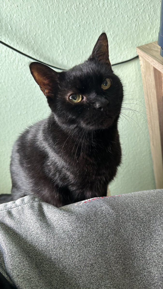 ToLio_Attitude's tweet photo. @fuyuderpilz 🐈‍⬛ https://t.co/cplTFDtYLd