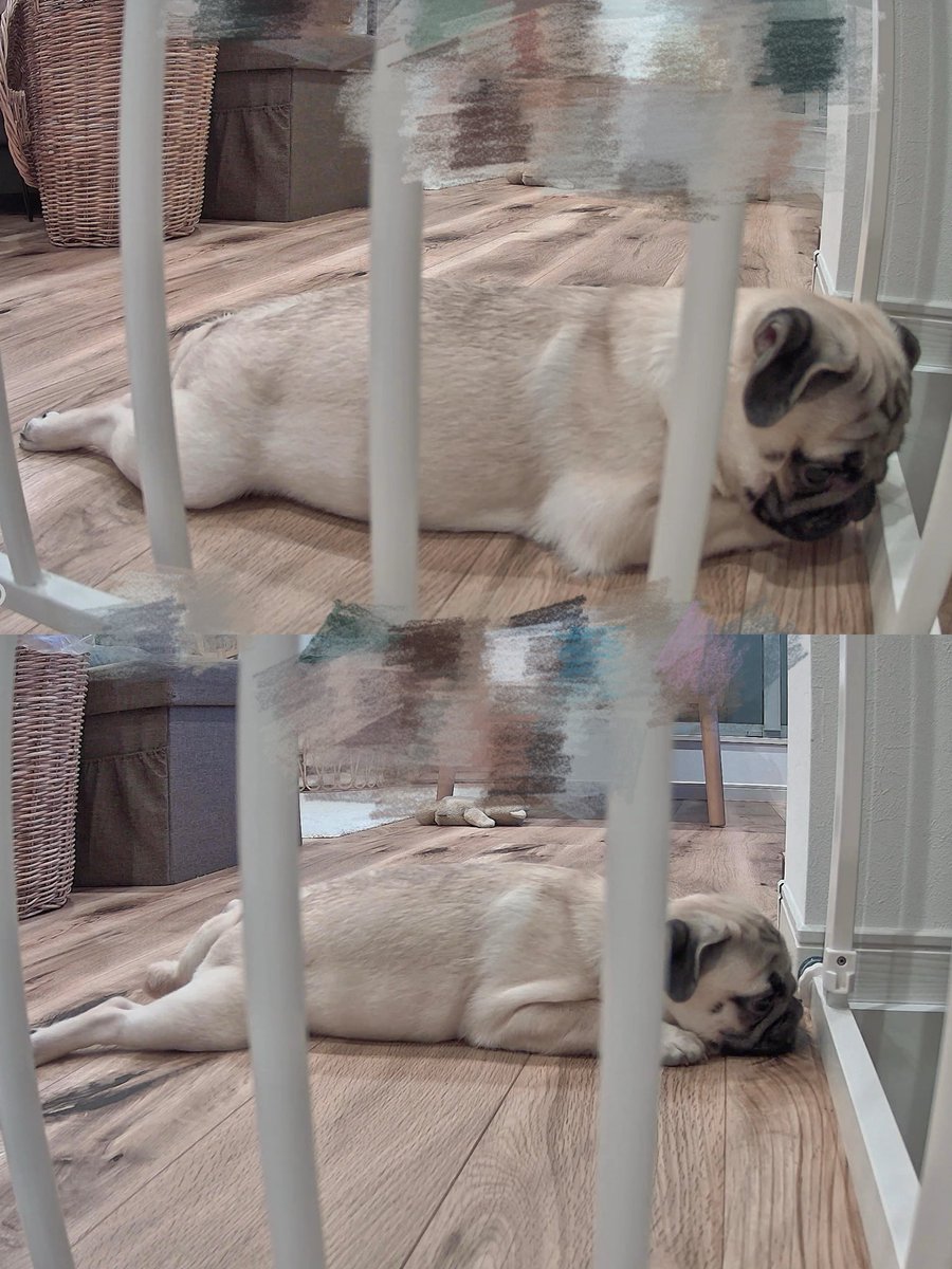 パグのもろみ tweet media