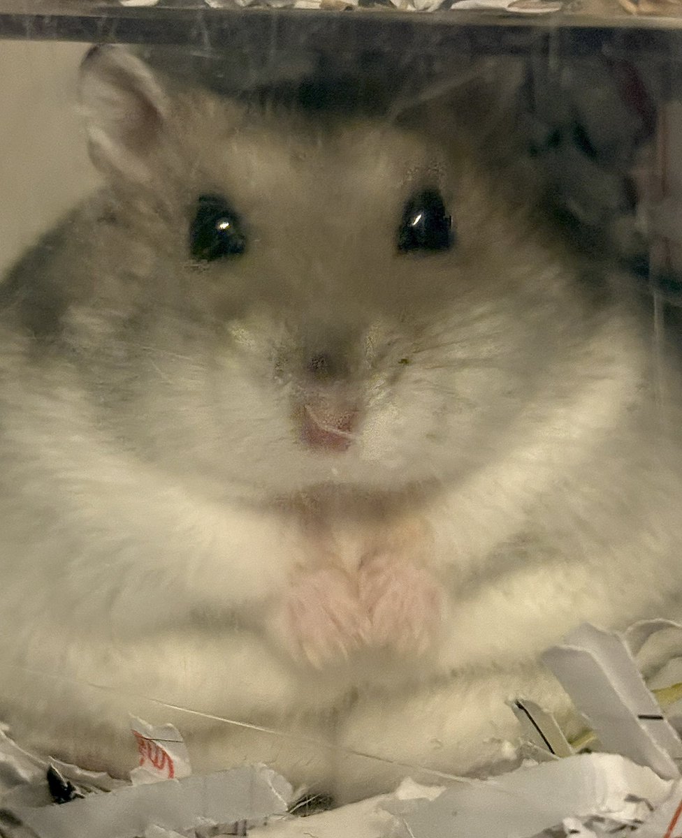 むにゅむにゅマメさん🥹