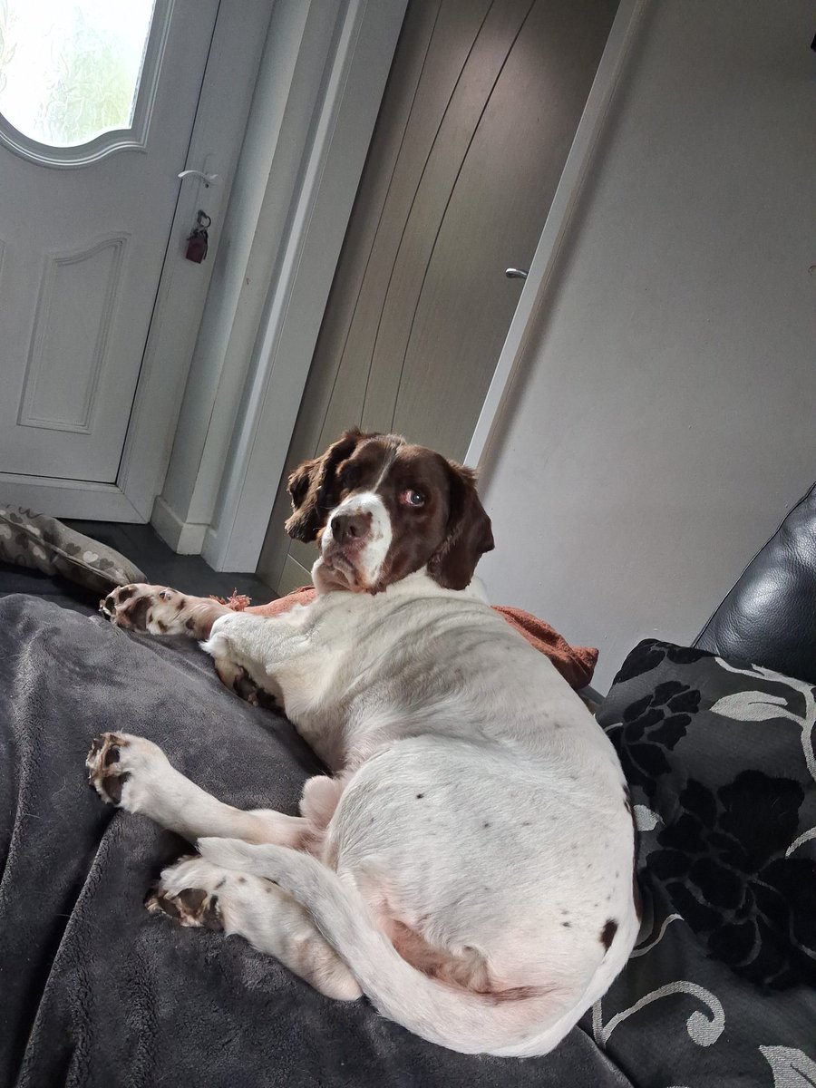 karl683399's tweet photo. Bord before work so this is my dog https://t.co/IJeCkxqVmL
