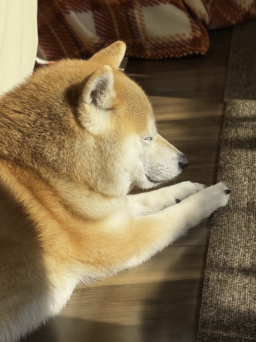 柴犬もも (@shiba210912) / Posts / X