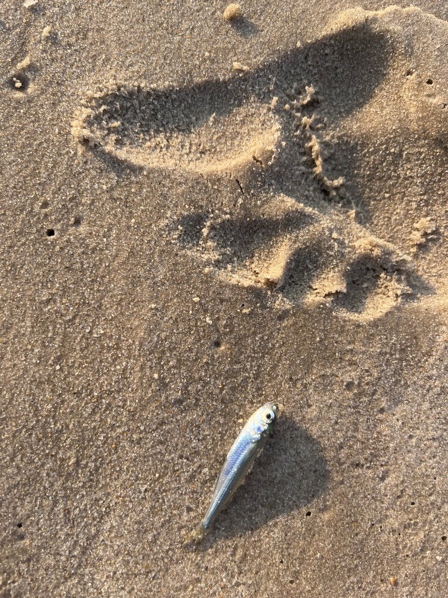 ‏𓂆 Nour El-Din tweet media