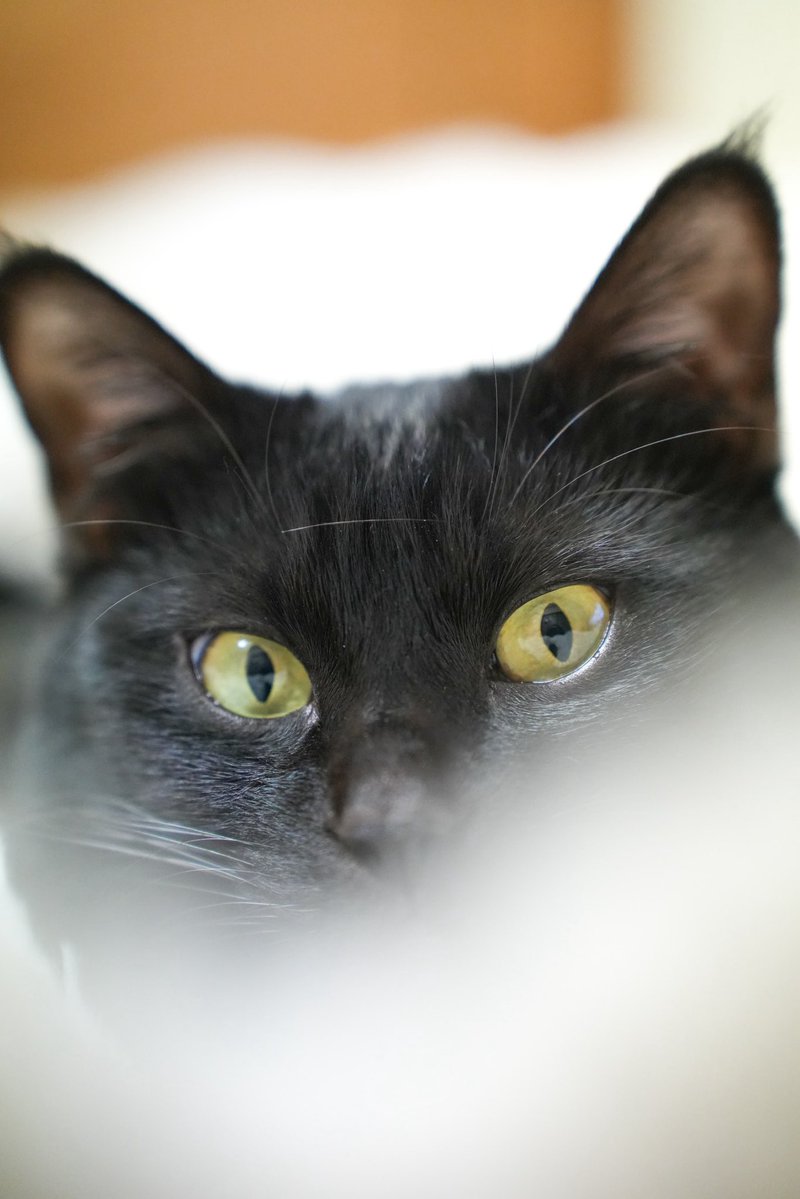 黒猫つくねちゃん太しっぽ (@oreo_blackcat) / Posts / X