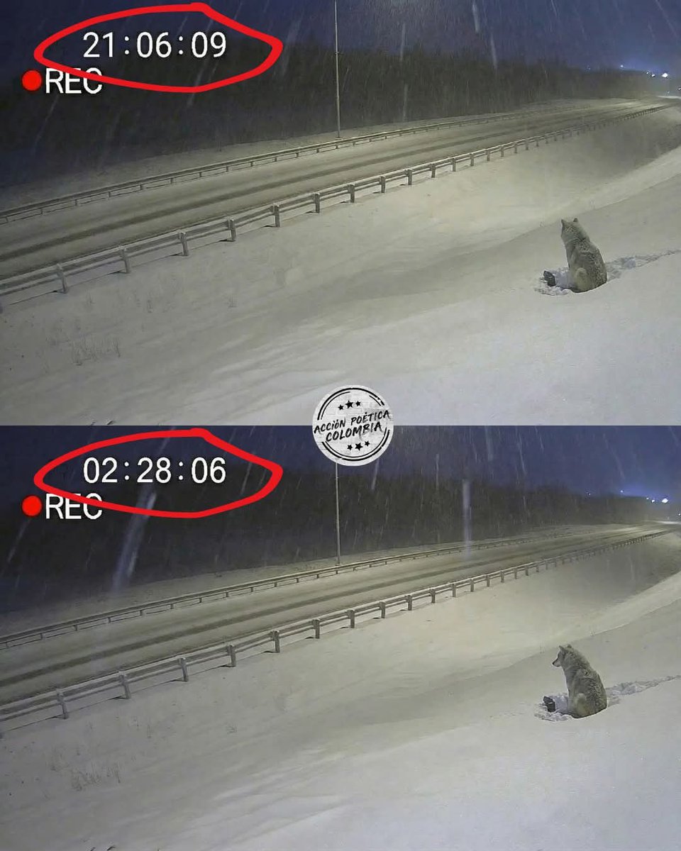 Saat gece 2’de bir güvenlik kamerası, tek bir adım atmaktansa donarak ölmeyi tercih eden küçük bir köpeği kaydetti.
Manitoba’da bir otoyolda saat 02:28’di. İnsanın iliklerine işleyen, karın yağmak yerine adeta yüzüne çarptığı türden bir gece yarısı. Güvenlik kameralarını izleyen
