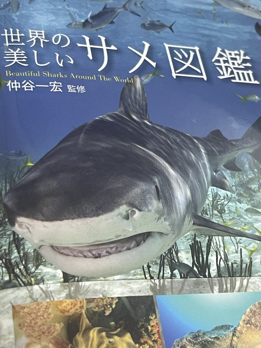 Rumi / 懶貓子 (@Rumi__0813) / Posts / X