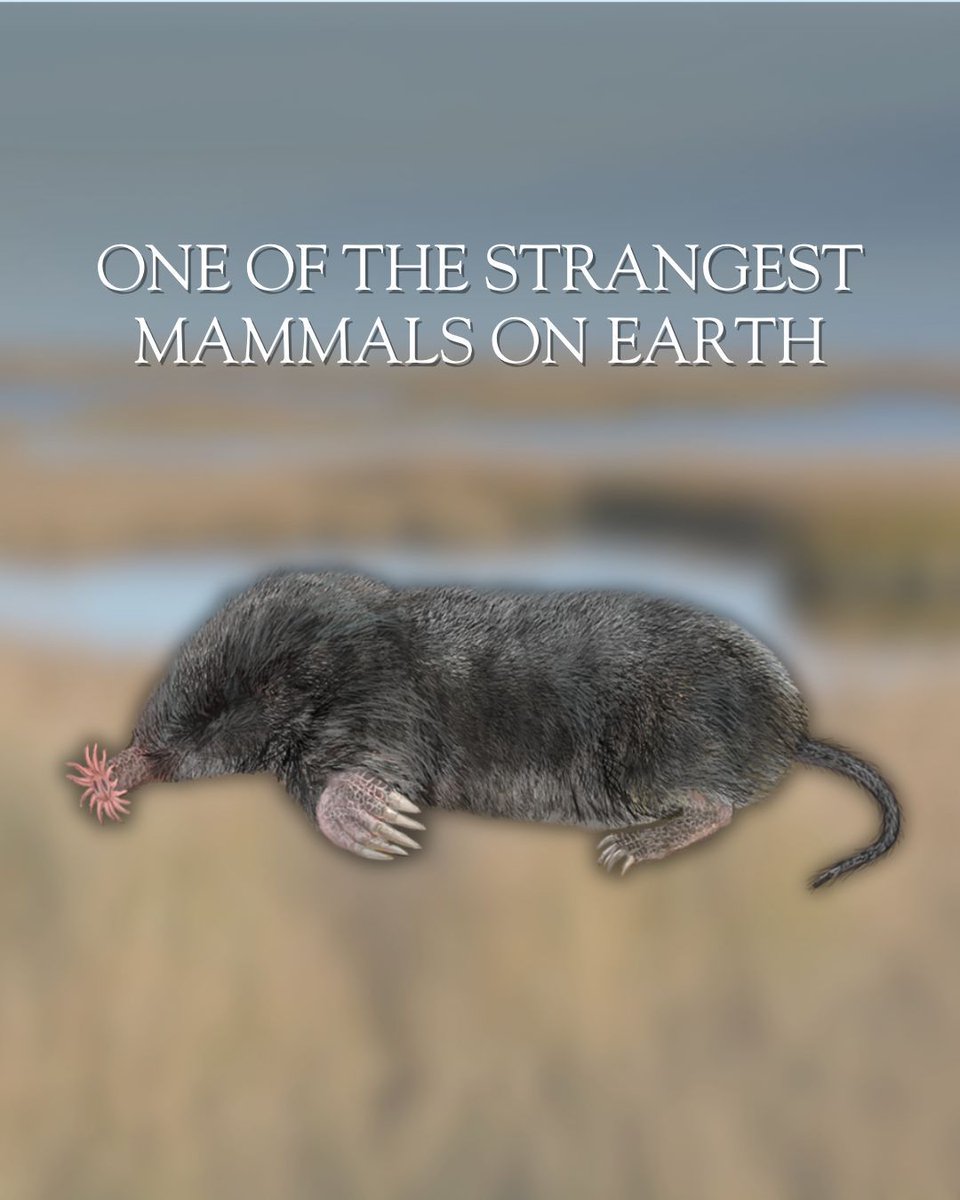 Lynx Nature Books tweet media